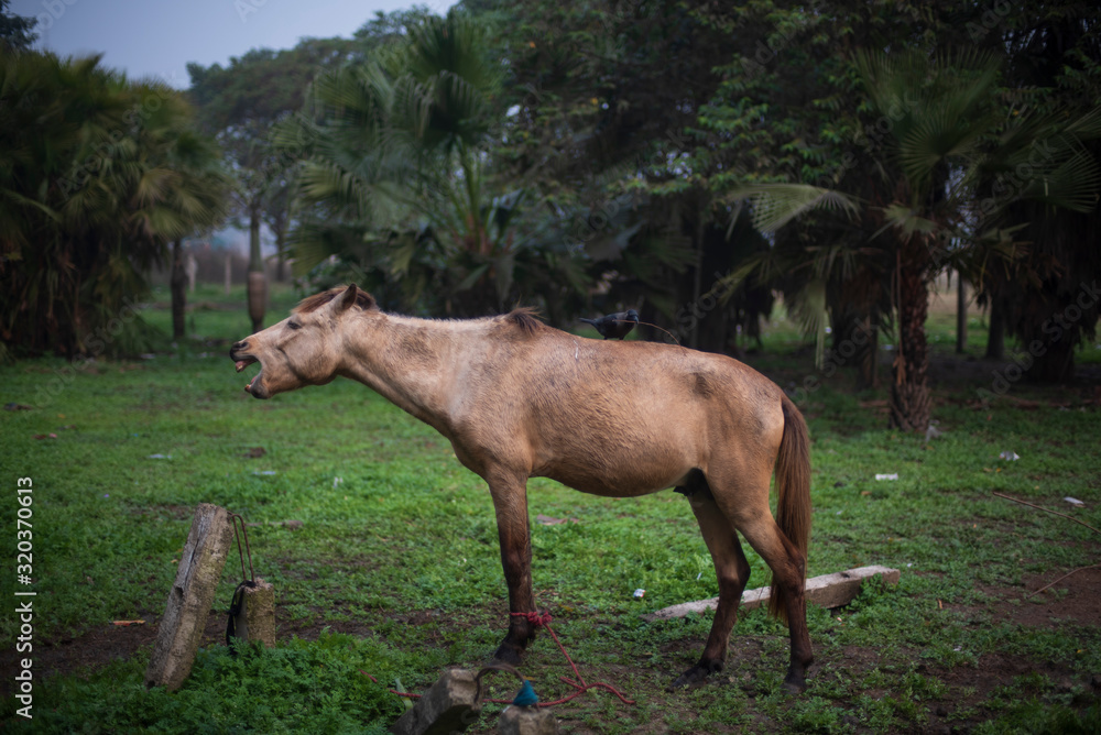 A horse standing on a grass land in a winter morning. Indian landscape A horse standing on a grass land in a winter morning. Indian landscape