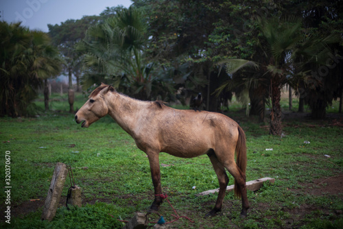 A horse standing on a grass land in a winter morning. Indian landscape