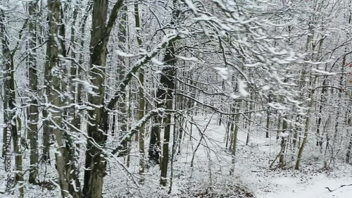 Wallpaper Mural Snow on trees in winter. Torontodigital.ca