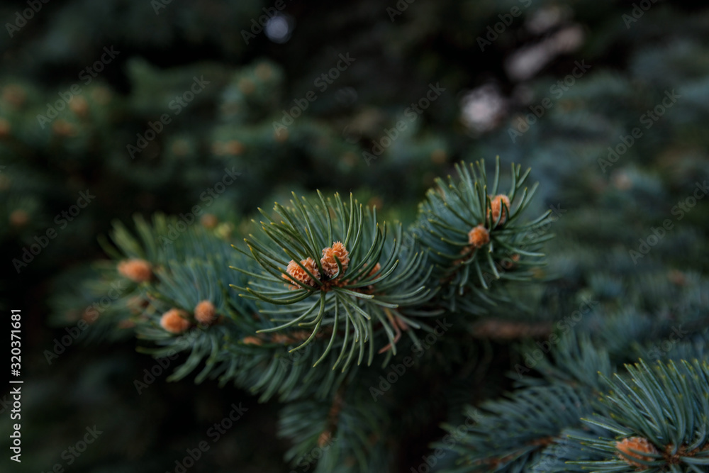 Fir branches with needles and cones on a wood background with a blurred background, for cards and advertising