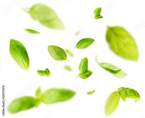 Vividly flying in the air green basil leaves isolated on white background