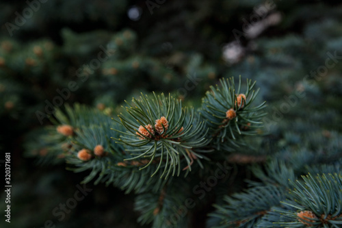 Fir branches with needles and cones on a wood background with a blurred background  for cards and advertising