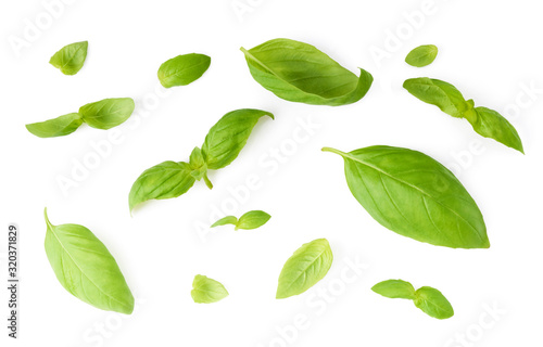 basil leaves isolated on white background