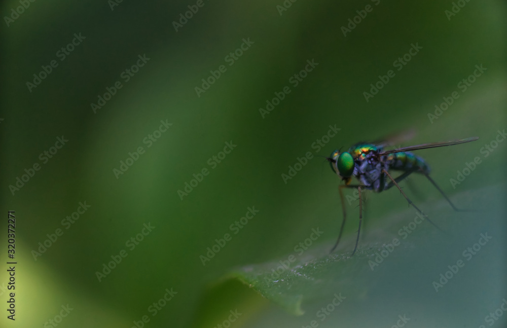 Shining green fly on a green leaf surface with blur background Shining green fly on a green leaf surface with blur background