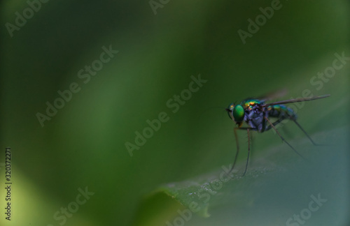 Shining green fly on a green leaf surface with blur background © Chartchai