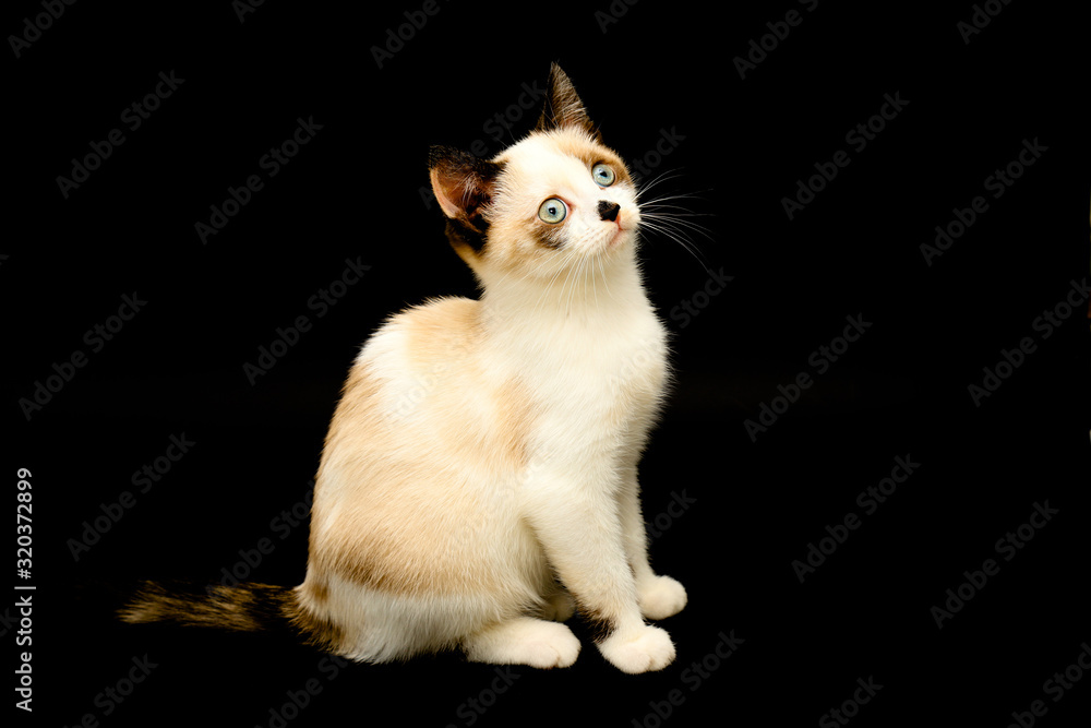 Cute white kitten with brown ears, British Shorthair sitting on a black background. and looks up. Little beautiful cat with blue eyes, charming pet.