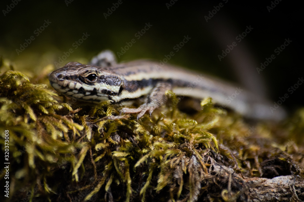 Naklejka premium Lizard in grass