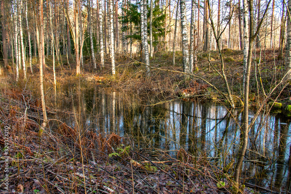 Small lake between old sick trees in Sweden Small lake between old sick trees in Sweden