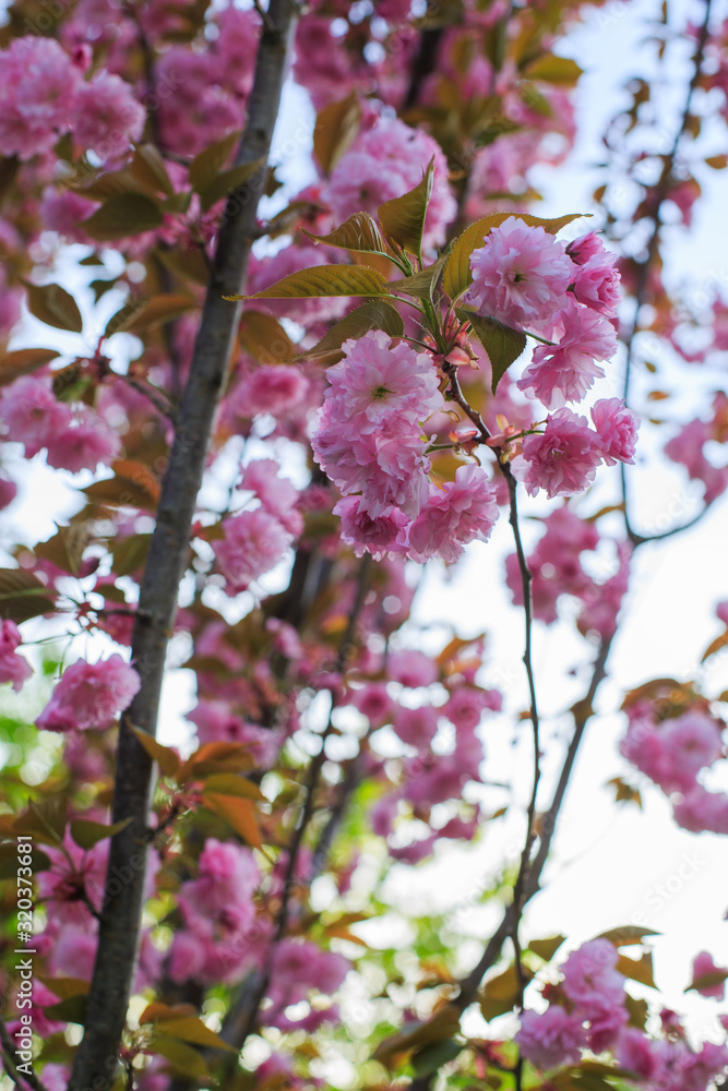 Obraz premium flowering winter cherry on a blurry background of cherry tree, for advertising on February 14