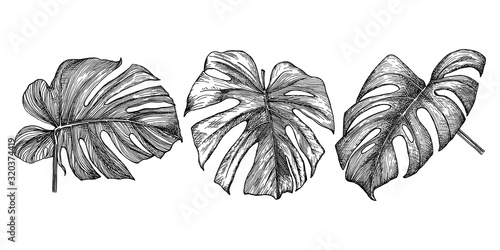 Set of monstera leaves. Hand drawn botanical elements collection for design. Isolated on white background outlines drawn with pen and ink. Tropical plant.