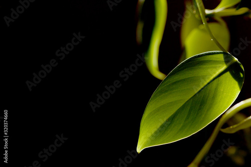 Dust green leaf of plant, opposite sunlight