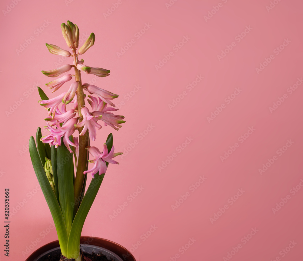 Fresh Pink Hyacinth Flower, Blooming First Spring Hyacinthus Flower Fresh Pink Hyacinth Flower, Blooming First Spring Hyacinthus Flower