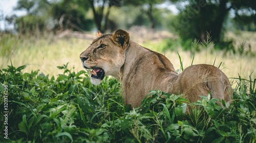 Lioness in the bushes hunting in Tanzanite National park Tanzania