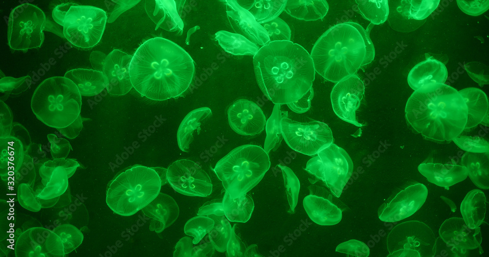 Jelly Fish in water tank Jelly Fish in water tank