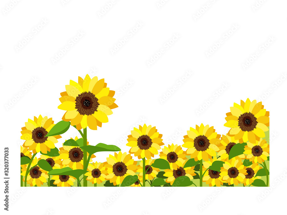 Fototapeta premium イラスト素材 ひまわり ヒマワリ 向日葵 畑 満開 ベクター
