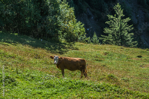 Beautiful swiss cow. Alpine meadows. Mountains.