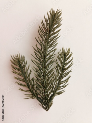 Beautiful neat twig of spru...