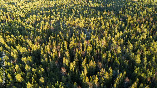 Healthy green trees in a forest of old spruce, fir trees in wilderness of a national park. Ecosystem and healthy environment concepts.View from above. photo