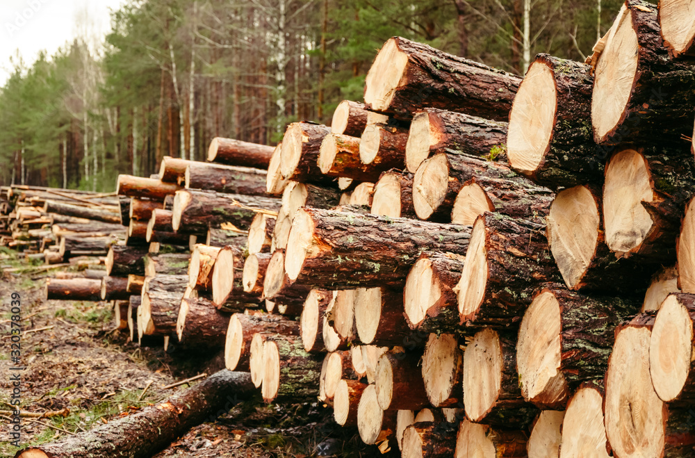 logging in the forest, logs piled on top of each other, logs in the forest logging in the forest, logs piled on top of each other, logs in the forest