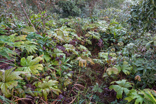 Leaves of the fern Dipteris conjugata (dipteridaceae) in tropical rainforest, Khlong Naka Wildlife Sanctuary, Ranong, Thailand photo