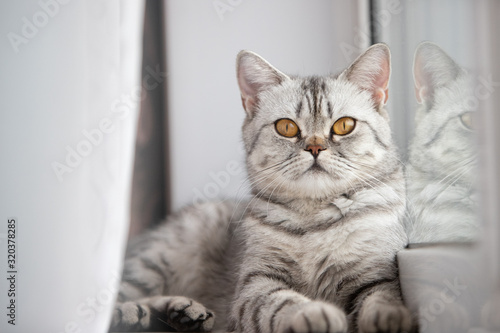 A Scottish or British cat with a marbled black and white color is resting on a white windowsill on a bright sunny day.