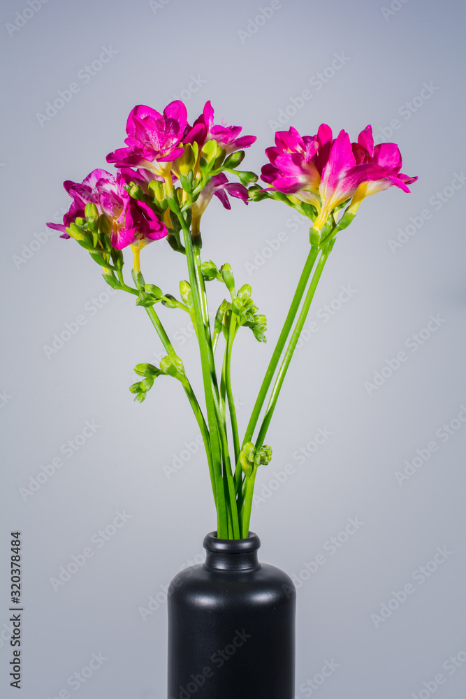 custom made wallpaper toronto digitalFreesia flower with beautiful pink blooms in a black clay vase on a light grey bacground