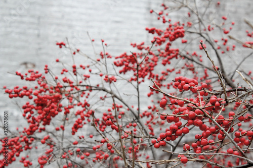 Red berries in winter on a bush in front of a white wall, with space for text or logo.