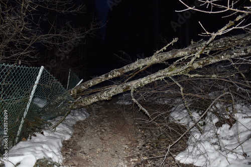 Tristacher See, Alter See, Naturschutzgebiet, Ast, Baum, entwurzelt, Sturm, stürmisch, Ast, Geäst, Stamm, Baumstamm, Winter, Eis, vereist, Osttirol, Lienz, Lienzer Dolomiten, Rauchkofel, Nacht, Dämmer photo