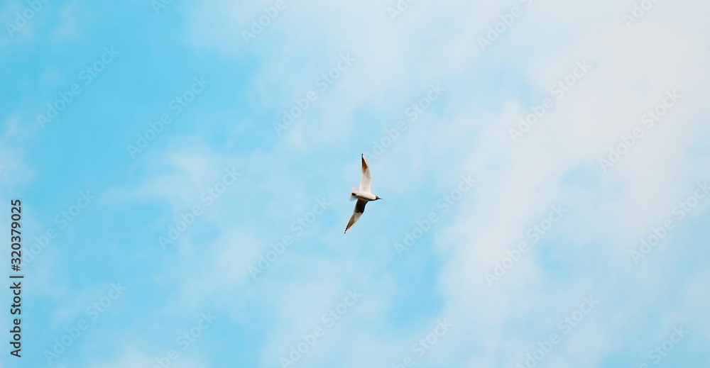 Single Bird flying overhead in blue cloudy sky