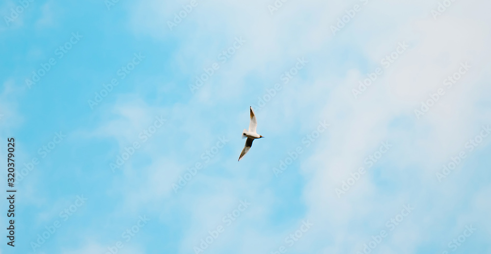 Single Bird flying overhead in blue cloudy sky Single Bird flying overhead in blue cloudy sky
