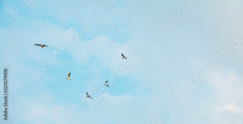 Flock gulls Birds fly in the morning sky