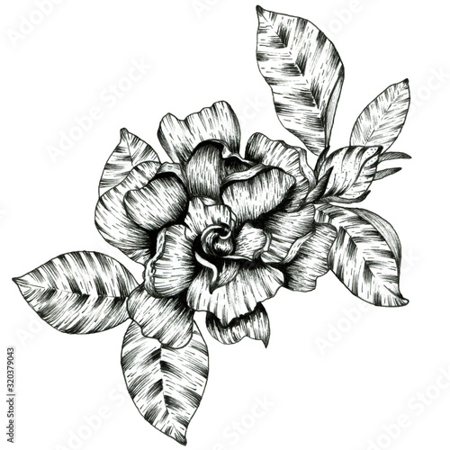 Graphic outline illustration of flowers. For design.