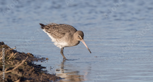 Black Tailed Godwit in Water