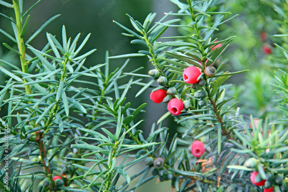 Fruits of Taxus baccata between green branches