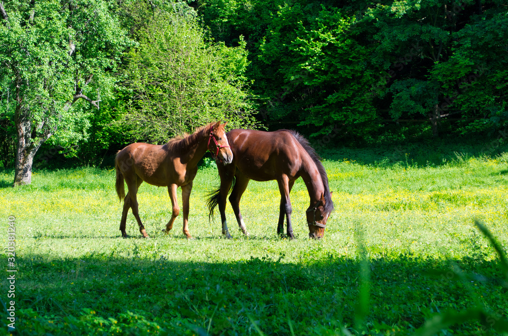 Fototapeta premium Horses on Pasture
