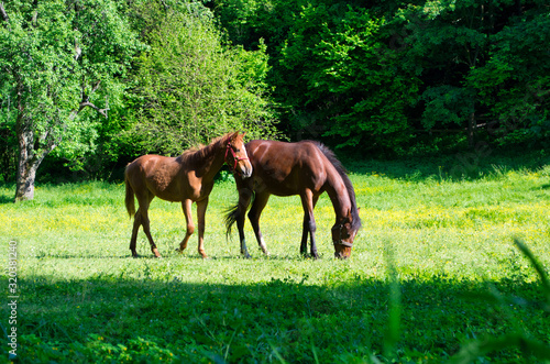 Horses on Pasture