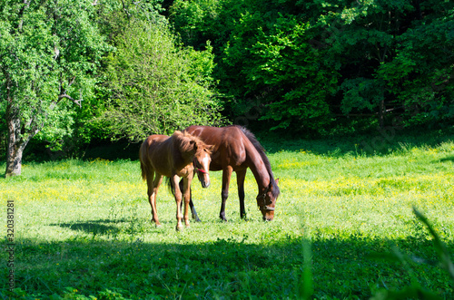 Horses on Pasture