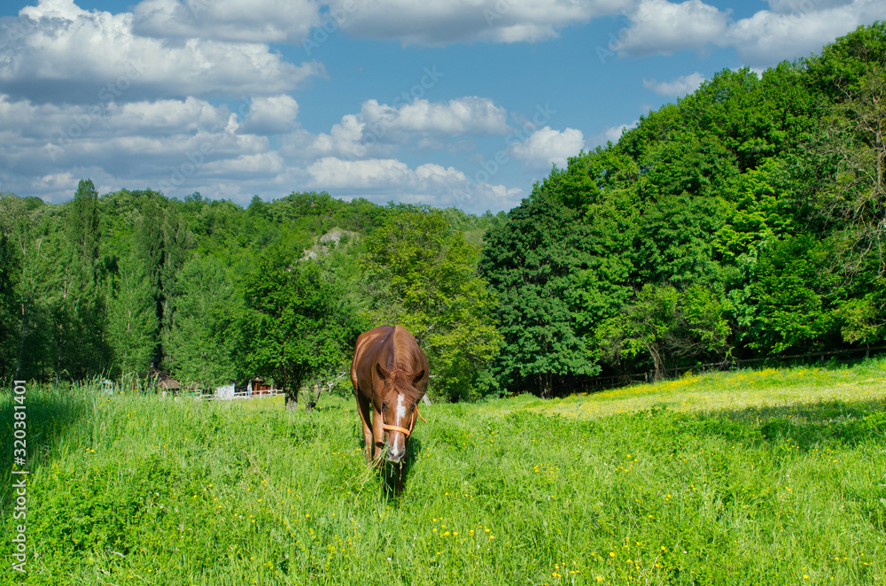 Naklejka premium Calm Pasture