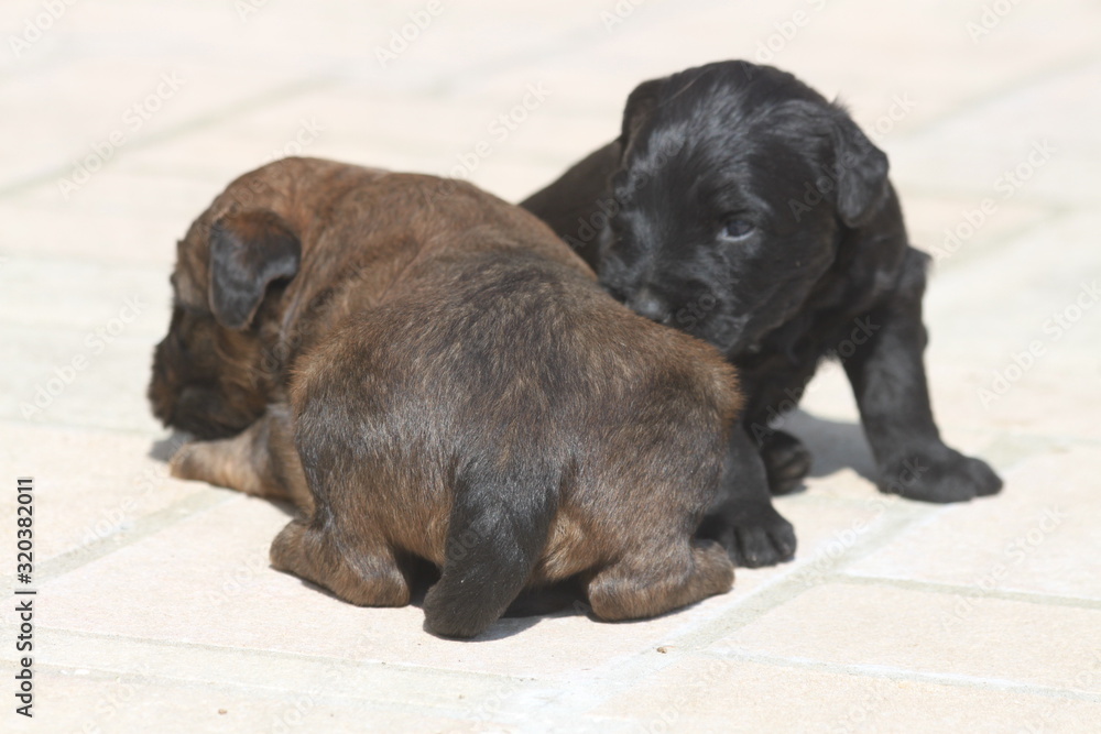 Obraz premium Adorable very young briard puppy shepherd dogs