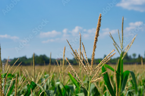 Corn field in the summer