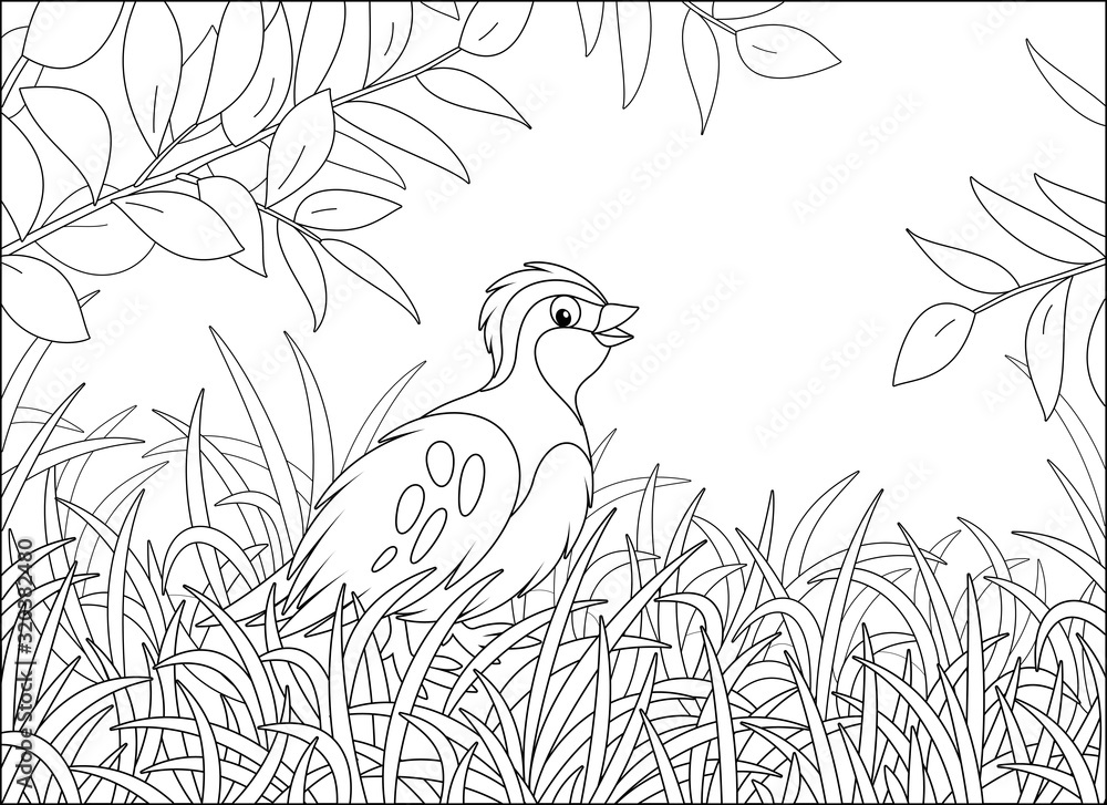 Small quail with camouflaged plumage walking in thick grass of a forest glade on a warm summer day, black and white vector cartoon illustration for a coloring book page