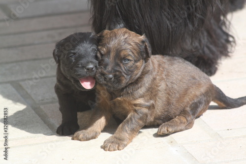 Konstfotografi Adorable very young briard puppy shepherd dogs