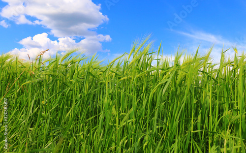 green wheat field against a blue sky