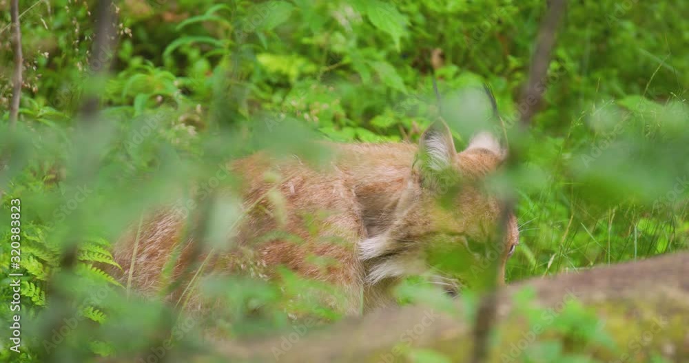 Lynx licking paw in wilderness area Lynx licking paw in wilderness area