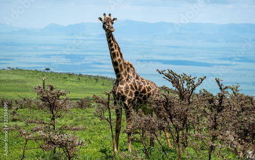 Giraffes standing in Tanzania Serengeti national park