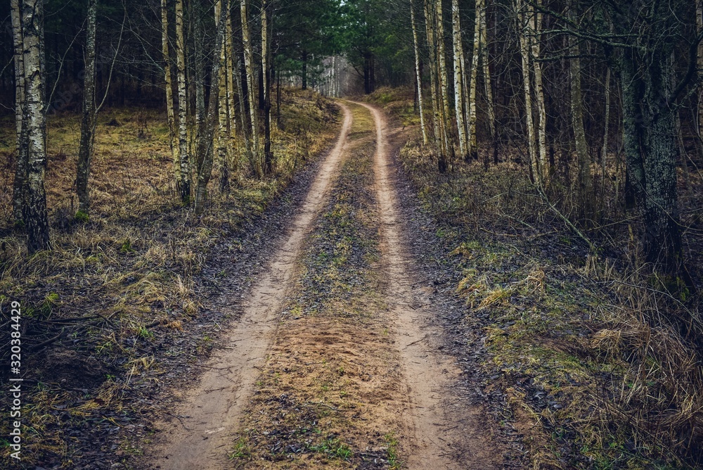 Therapeutic walk in the forest. Beautiful nature in Latvia. Therapeutic walk in the forest. Beautiful nature in Latvia.