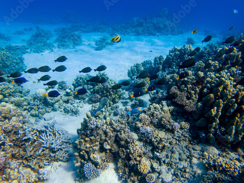 colorful corals and exotic fishes at the bottom of the Red sea. beautiful natural summer background