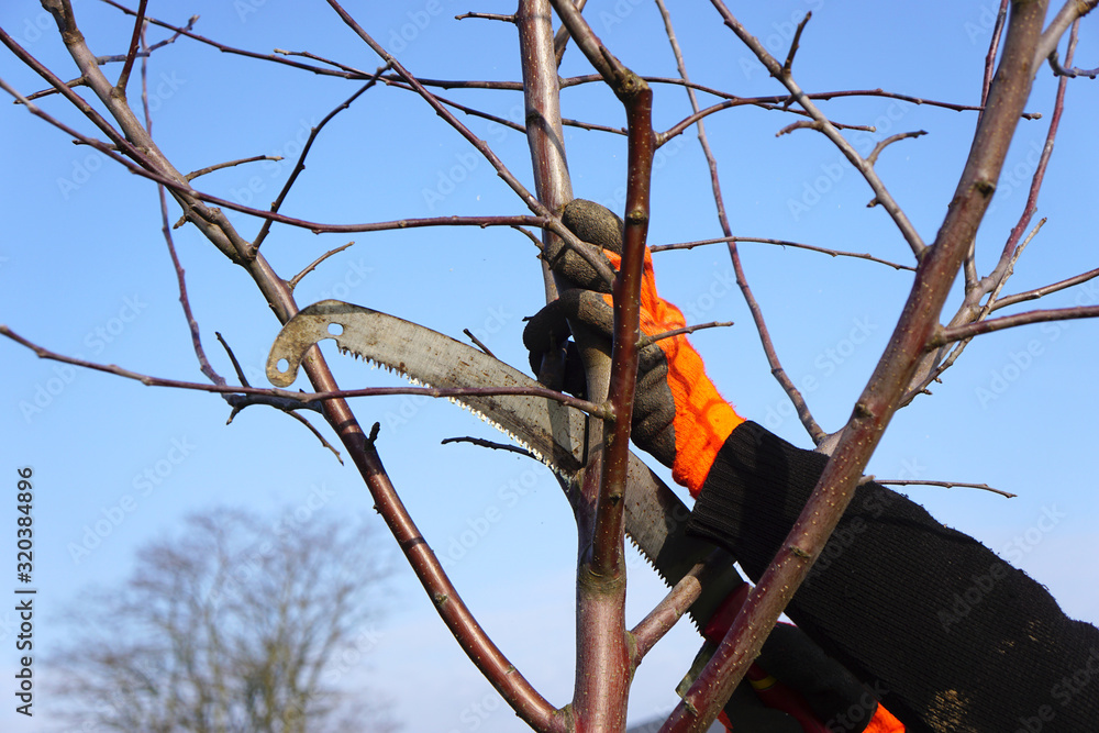 Foto de Gärtner beim Baumschnitt mit der Astsäge do Stock Adobe Stock