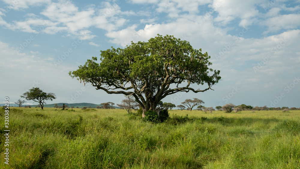 Solo tree in Serengeti national park 