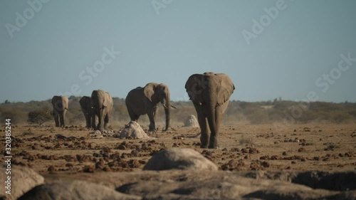 line of elephants walk with determination towards camera